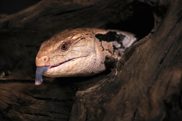 Indonesian blue-tongued skink (Tiliqua gigas), adult, portrait, on tree, captive, tongues, Indonesia, Asia