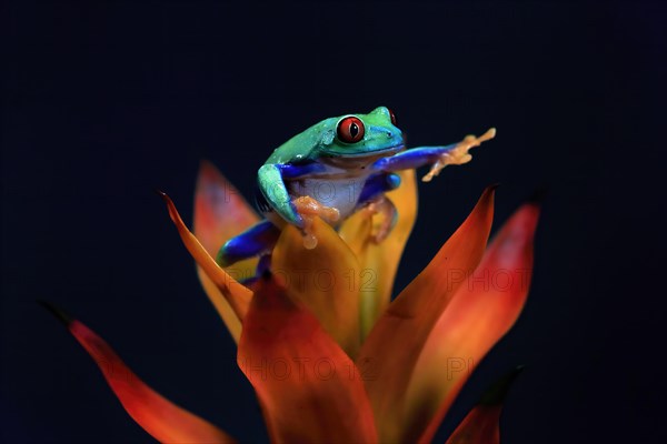 Red-eyed tree frog (Agalychnis callidryas), adult, on bromeliad, captive, Central America