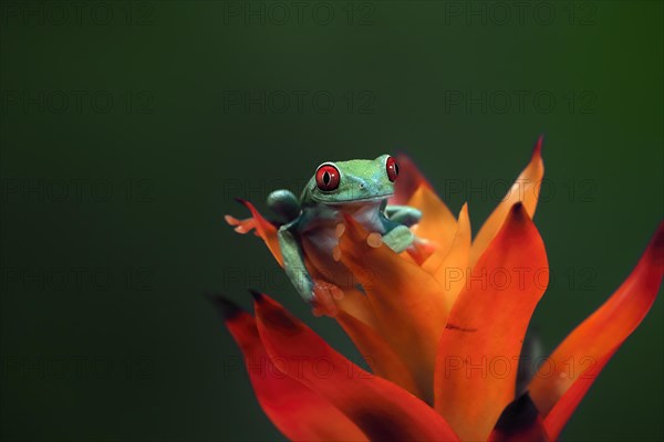 Red-eyed tree frog (Agalychnis callidryas), adult, on bromeliad, captive, Central America