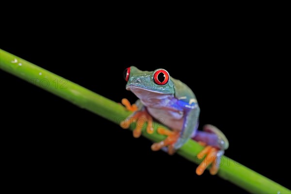 Red-eyed tree frog (Agalychnis callidryas), adult, on green stem, Aeonium, captive, Central America