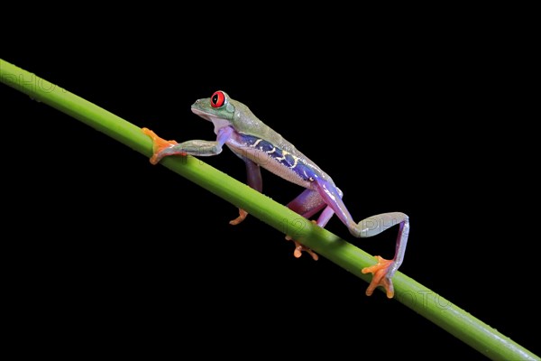 Red-eyed tree frog (Agalychnis callidryas), adult, on green stem, Aeonium, captive, Central America