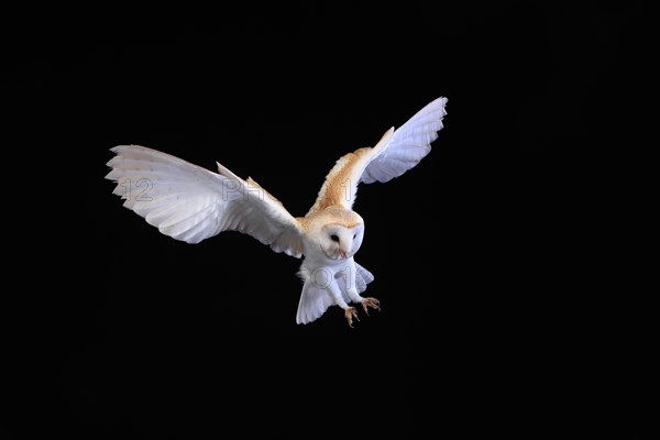 Barn owl, (Tyto alba), adult, flying, landing, on rocks, at night, Lowick, Northumberland, England, Great Britain