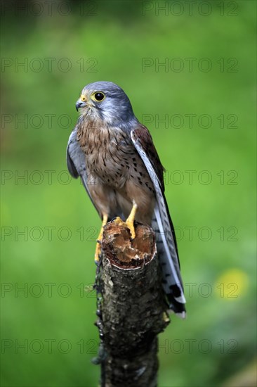 Common kestrel (Falco tinnunculus), adult, male, perch, spreading wings, Scotland, Great Britain