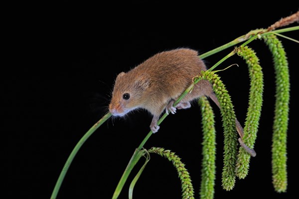 Eurasian harvest mouse (Micromys minutus), adult, on plant stalks, ears of corn, foraging, at night, Scotland, Great Britain