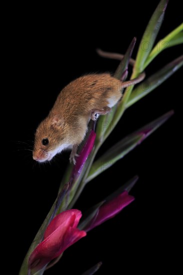 Eurasian harvest mouse (Micromys minutus), adult, on plant stem, flowering, foraging, at night, Scotland, Great Britain