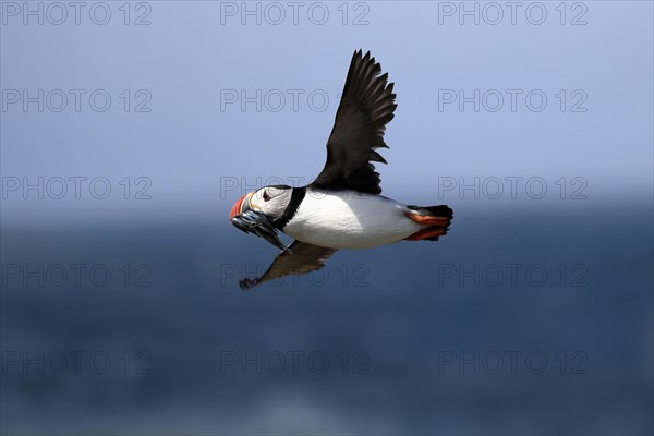 Puffin (Fratercula arctica), adult, flying, with sand eels, with food, Faroe Islands, England, Great Britain, Europe