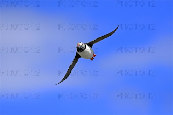 Puffin (Fratercula arctica), adult, flying, with sand eels, with food, Faroe Islands, England, Great Britain, Europe