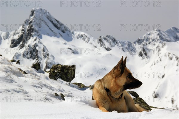 A German Shepherd dog sits in the snow with mountain backdrop, Amazing Dogs in the Nature
