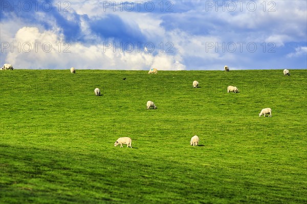 Domestic sheep (Ovis gmelini aries), grazing in a meadow on a slope, herd, dyke, Wales, Great Britain