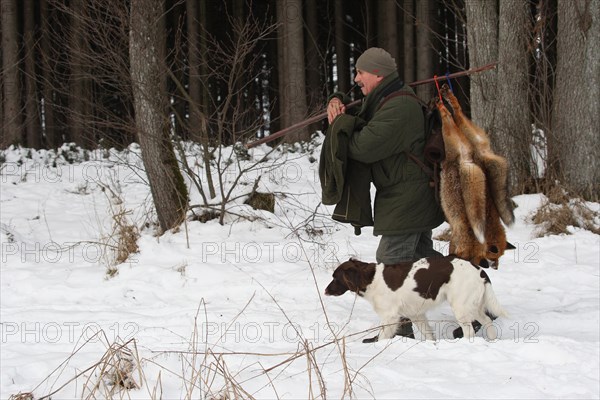 Hunter with shot winter foxes (Vulpes vulpes) in the snow, at his side hunting dog small Muensterlaender, Allgaeu, Bavaria, Germany, Europe