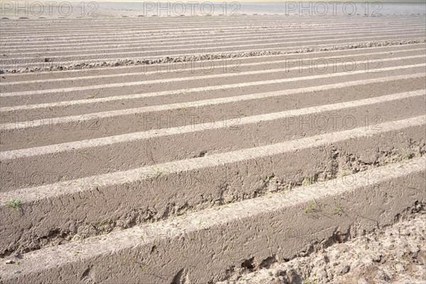 Ploughed farmland with straight furrows under a clear sky, close-up of the soil