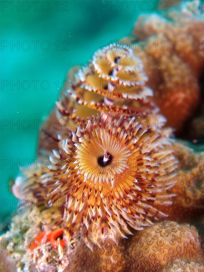 Christmas tree worm (Spirobranchus giganteus), dive site John Pennekamp Coral Reef State Park, Key Largo, Florida Keys, Florida, USA, North America