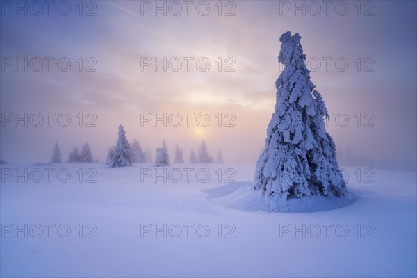 Winter on the Feldberg at sunrise, Breisgau-Hochschwarzwald district, Baden-Wuerttemberg, Germany, Europe