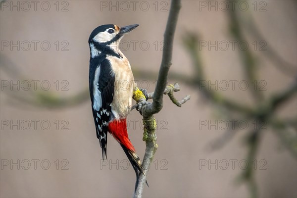 A woodpecker perched on a tree branch with its distinctive black, white, and red feathers, Dendrocopos Major