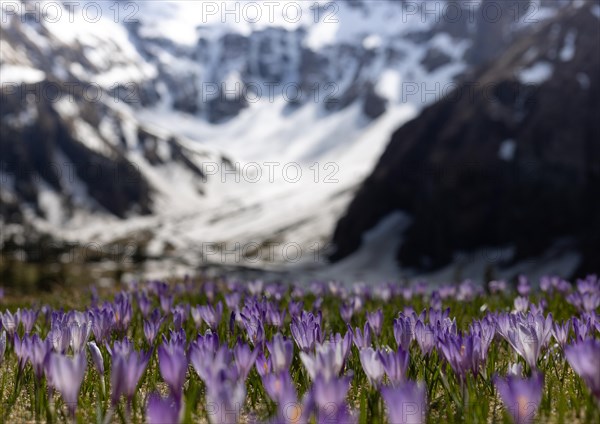 Crocuses (Crocus), spring, snow, meadow