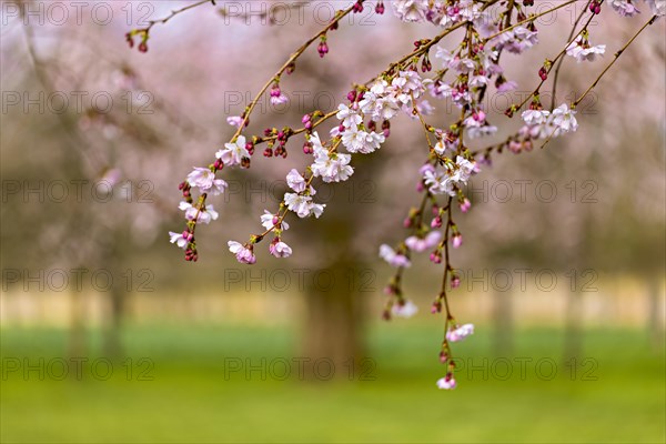 Pink cherry blossoms in focus with a blurred background of a tree and greenery, Prunus serrulata, japanese Cherry