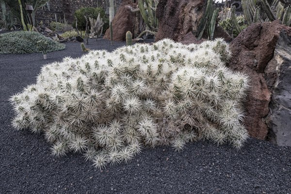 Cacti, Jardin de Cactus, Lanzarote, Canary Islands, Spain, Europe