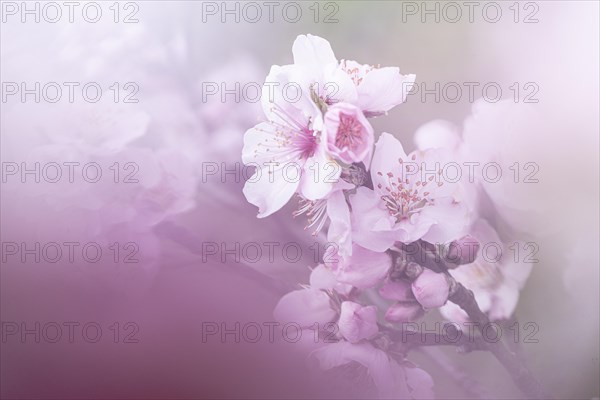 Almond blossom (Prunus dulcis), Gimmeldingen, Rhineland-Palatinate, Germany, Europe
