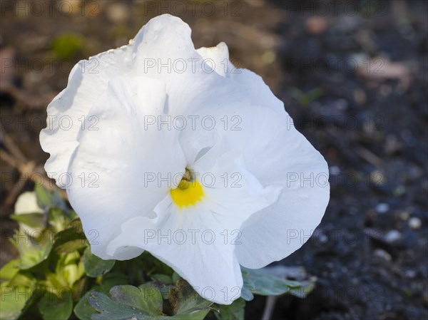 White pansy, violet (Viola), early bloomer, close-up, North Rhine-Westphalia, Germany, Europe