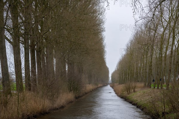 Leafless trees along a quiet canal in a rural neighbourhood, Damme, Flanders, Belgium, Europe
