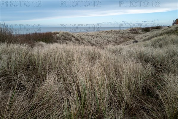 Wide dune field with high grass under an overcast sky, DeHaan, Flanders, Belgium, Europe
