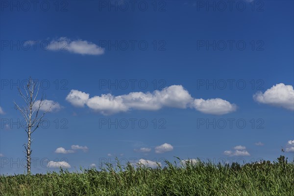 Barren landscape with birch, sky, nature, nobody, empty, environment, climate, climate change, symbol, symbolic, puristic, sky, peaceful, emotion, cloud, blue sky, beautiful weather, lovely, grasses, meadow, Masuria, Poland, Europe