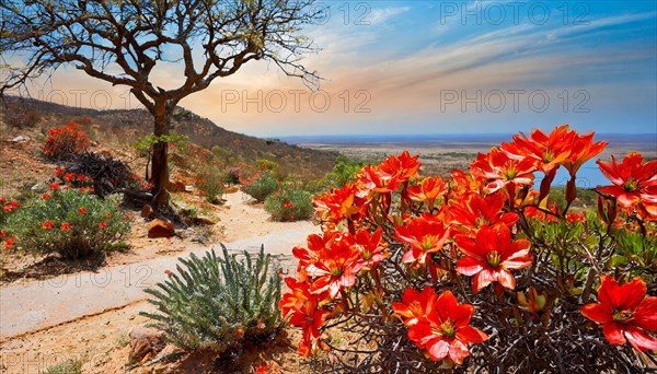 KI generated, The desert in Namaqualand blooms in August and September each year, Namibia, Africa