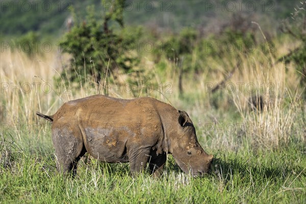 White rhinoceros (Ceratotherium simum) juvenile approx. 1 year old, Madikwe Game Reserve, North West Province, South Africa, RSA, Africa