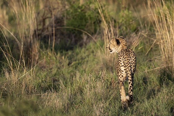 Cheetah (Acinonyx jubatus), Madikwe Game Reserve, North West Province, South Africa, RSA, Africa