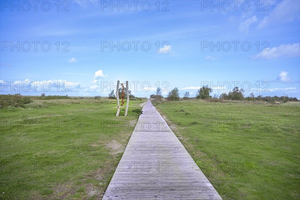 Wooden path to the beach of Schillig, surrounded by green meadows, on the horizon a few trees and bushes, bright blue sky, Schillig, Wangerland, North Sea coast, Germany, Europe