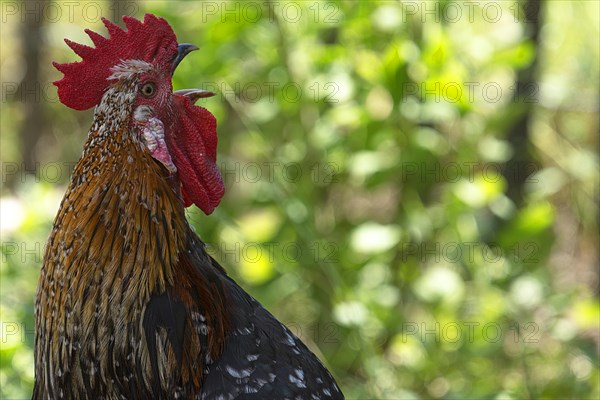 Crowing rooster (Gallus) in the greenery of Mecklenburg-Vorpommern, Germany, Europe