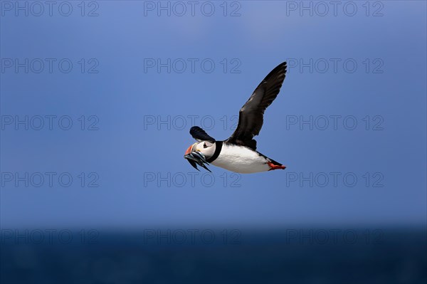 Puffin (Fratercula arctica), adult, flying, with sand eels, with food, Faroe Islands, England, Great Britain, Europe