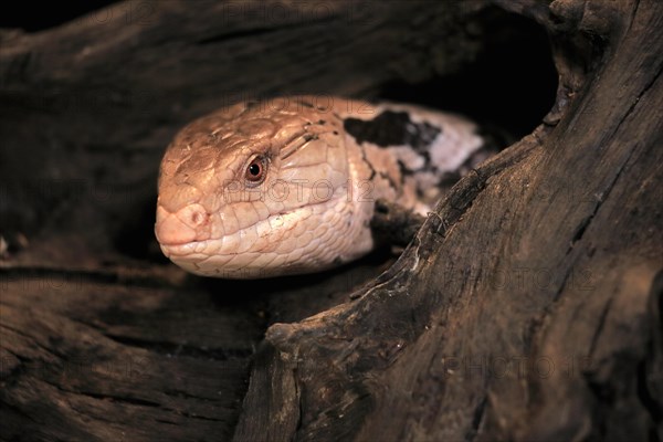 Indonesian blue-tongued skink (Tiliqua gigas), adult, captive, Indonesia, Asia