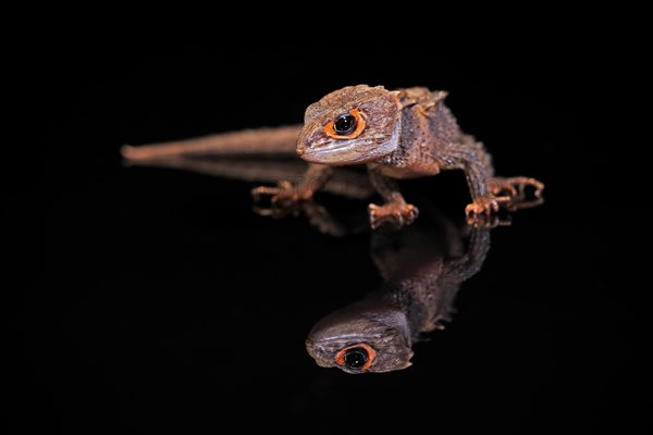 Red-eyed crocodile skink (Tribolonotus gracilis), adult, captive, New Guinea