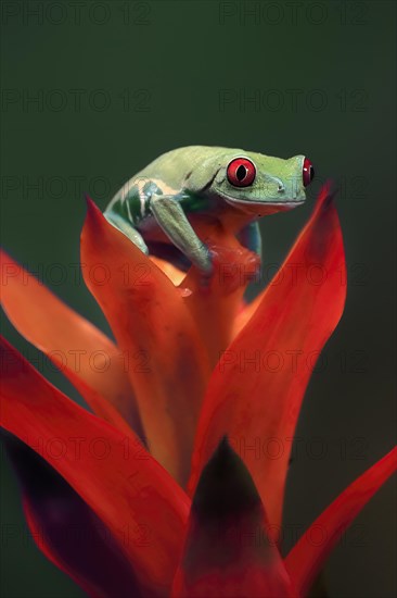 Red-eyed tree frog (Agalychnis callidryas), adult, on bromeliad, captive, Central America