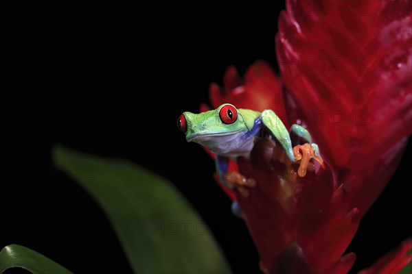 Red-eyed tree frog (Agalychnis callidryas), adult, on bromeliad, captive, Central America