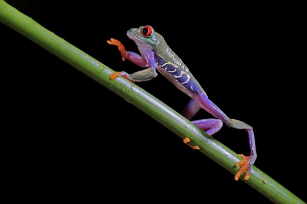 Red-eyed tree frog (Agalychnis callidryas), adult, on green stem, Aeonium, captive, Central America