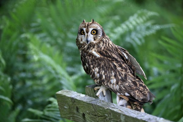 Short-eared owl (Asio flammeus), adult, perch, Great Britain