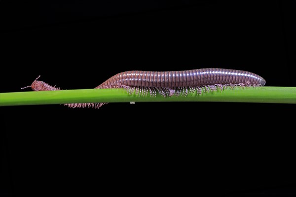 Millipedes (Diplopoda), adult, on plant stems, at night, Great Britain