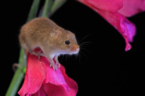 Eurasian harvest mouse (Micromys minutus), adult, on plant stem, flowering, foraging, at night, Scotland, Great Britain