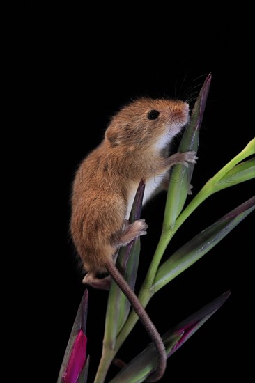 Eurasian harvest mouse (Micromys minutus), adult, on plant stem, flowering, foraging, at night, Scotland, Great Britain