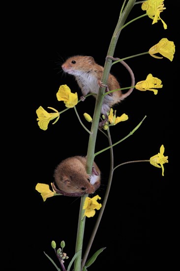 Eurasian harvest mouse (Micromys minutus), adult, two, pair, on plant stem, flowering, foraging, at night, Scotland, Great Britain