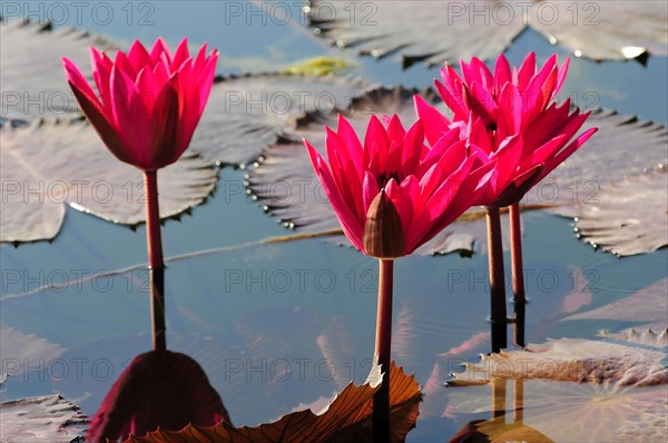Several pink water lilies (Nymphaea), reflected in a pond with water lilies, Stuttgart, Baden-Wuerttemberg, Germany, Europe