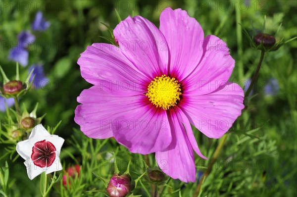 Colourful cosmeas (Cosmea bipinnata), cosmea, in a garden with a striking pink and white flower centre, Stuttgart, Baden-Wuerttemberg, Germany, Europe