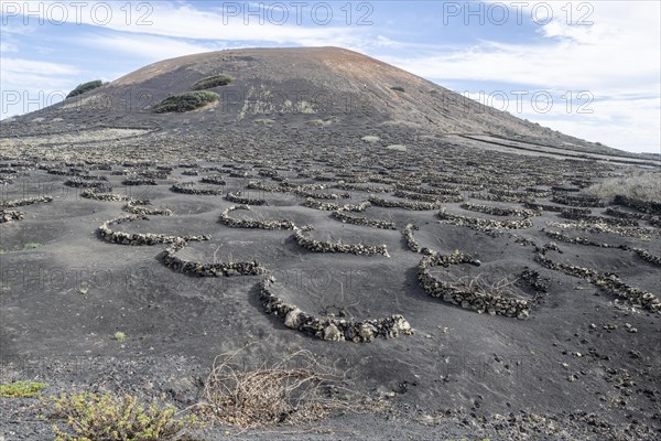 Lava landscape overgrown with lichens and succulents, in the background vineyards protected by dry stone walls, Lanzarote, Canary Islands, Spain, Europe