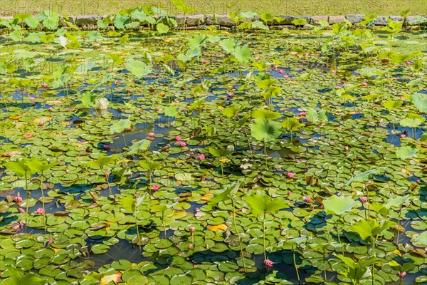 A tranquil pond covered in lily pads and scattered water lilies, in South Korea