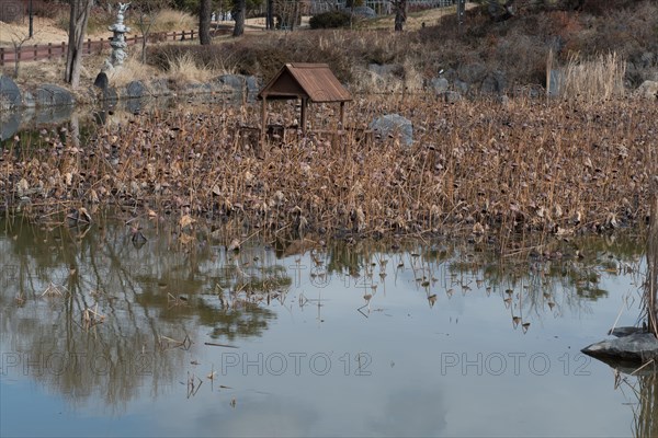 Calm pond with reflections and a small wooden structure amid dead plants, in South Korea