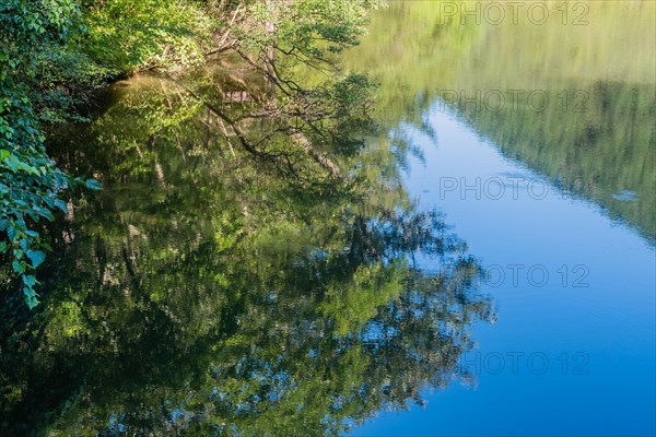 Trees and branches on shore of lake reflecting in water below on sunny morning