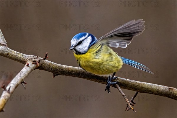 Blue tit caught in mid-flight with wings spread on a bare branch, Cyanistes Caeruleus, Blue tit