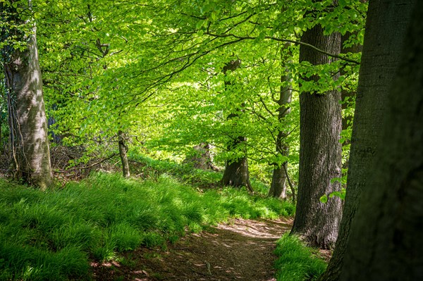 A peaceful forest path surrounded by green trees and fresh undergrowth, Wuelfrath, Mettmann, Bergisches Land, North Rhine-Westphalia
